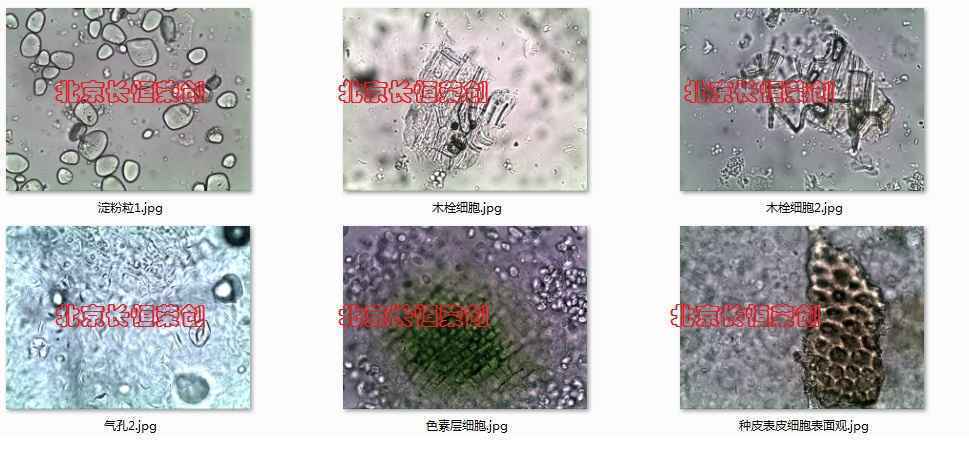 中药材粉末观察鉴定用进口显微镜CX41-LV3202